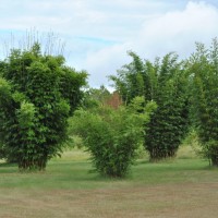 Bambusa textilis varieties