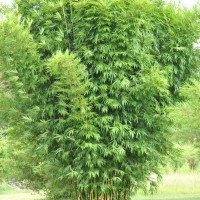 Graceful Bamboo (Bambusa textilis ‘Gracilis’)