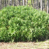 Shibataea lancifolia