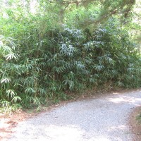 Arrow Bamboo (Pseudosasa japonica)