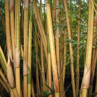 Bambusa multiplex ‘Alphonse Karr’