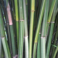 Bambusa textilis ‘Albostriata’