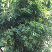 Bambusa textilis ‘RG Dwarf’