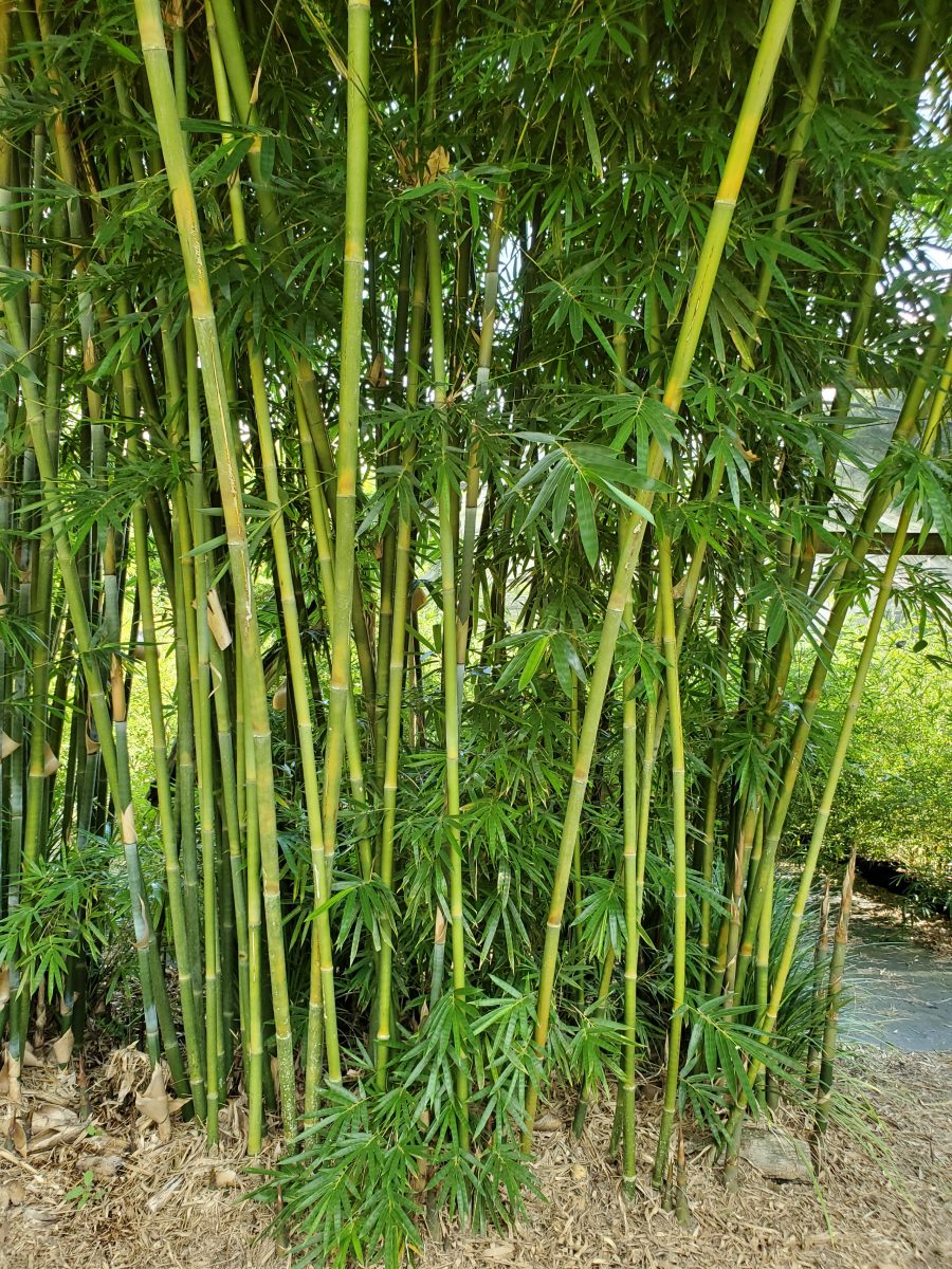 NONINVASIVE CLUMPING BAMBOOS