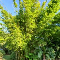 Bambusa textilis ‘Glabra’
